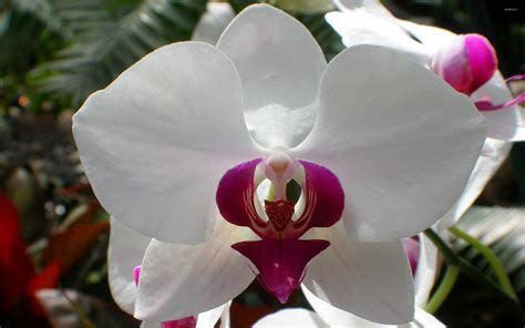 🔥 [40+] White Orchids Wallpapers | WallpaperSafari