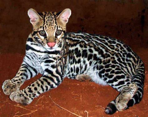 Caliandra Do Cerrado Jaguatirica Ou Gato Do Mato