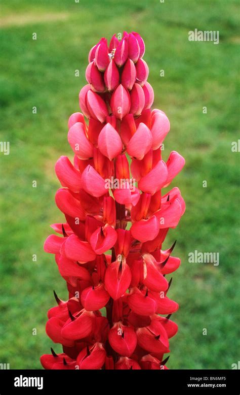 Lupinus 'Towering Inferno' lupin lupins red flower flowers garden Stock Photo, Royalty Free ...