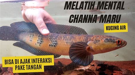 Cara Melatih Mental Ikan Channa Maru Agar Galak Dan Jinak Channamaru