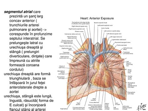 Ppt Cordul Powerpoint Presentation Free Download Id6125803