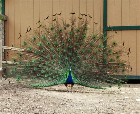 Male Peacock Showing Off His Spread To The Female Peacock Running