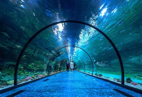 Abu Dhabi welcomes the largest aquarium in the Middle East, The