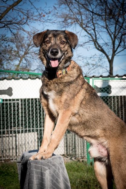 Pobre Perro Callejero En El Refugio Foto Premium