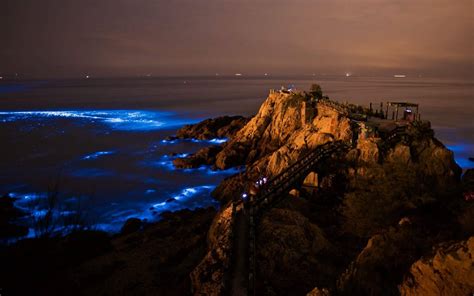 What Is Bioluminescent Kayaking? (+ Tips for a Glowing Adventure)