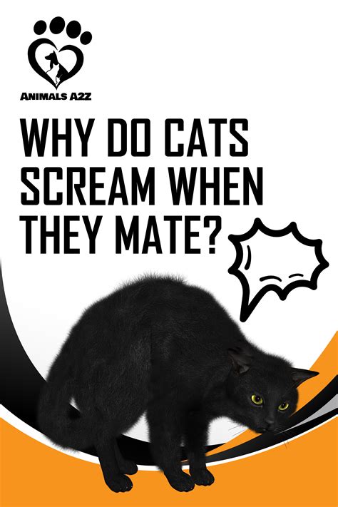 How to Introduce Cats for Mating