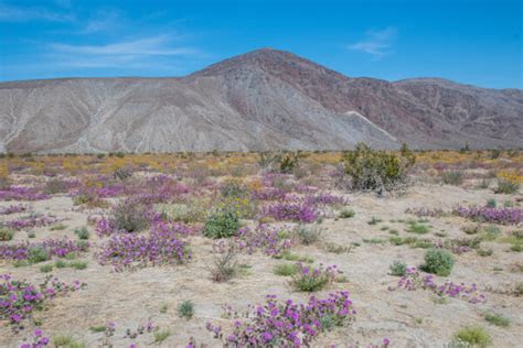 Everything You Need to Know About Camping in Anza Borrego