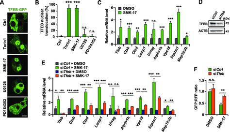 Smk Induces Autophagy Through Tfeb Activation A Representative