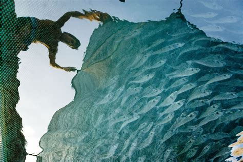 Fishing for proteins ! How marine fisheries impact on global food