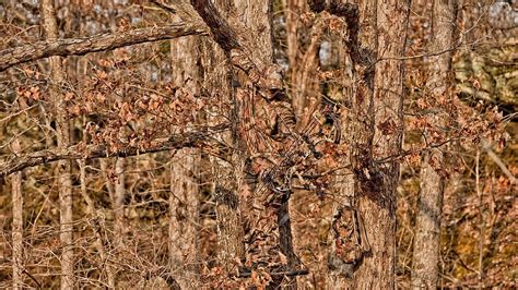 Realtree Camo Mossy Oak For Walls HD Wallpaper Pxfuel