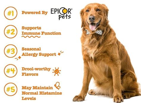 Allergy Troubles? Allergy Supplements for Dogs That Can Help!