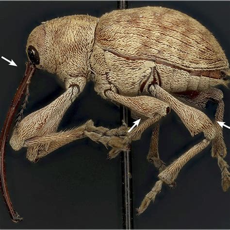 (PDF) An Illustrated Key to the Species of Curculio Linnaeus ...