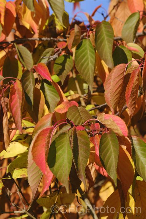 Prunus Accolade Photo At Pictures Of Plants Stock Image Library