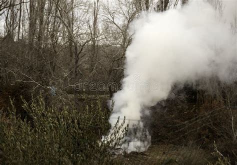 Smoke in the forest stock image. Image of natural, outdoors - 137062835