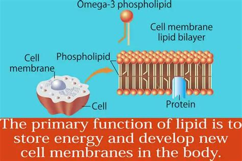 Structure of lipids download - creatoroke