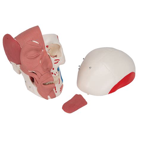 Human Skull With Facial Muscles B Smart Anatomy B