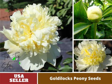 10 Seeds Goldilocks Peony Flower Seeds Perennial Authentic Etsy