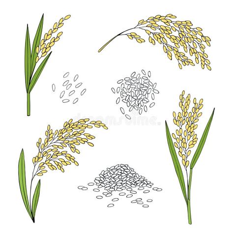 Rice Cereal Ears Grain Hand Drawn Vector Sketch Stock Vector