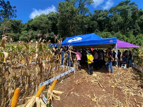 Dia De Campo Em Videira Propriedade Mauro Gemelli Coopervil