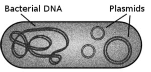 Notes on Difference Between Prokaryotic And Eukaryotic DNA