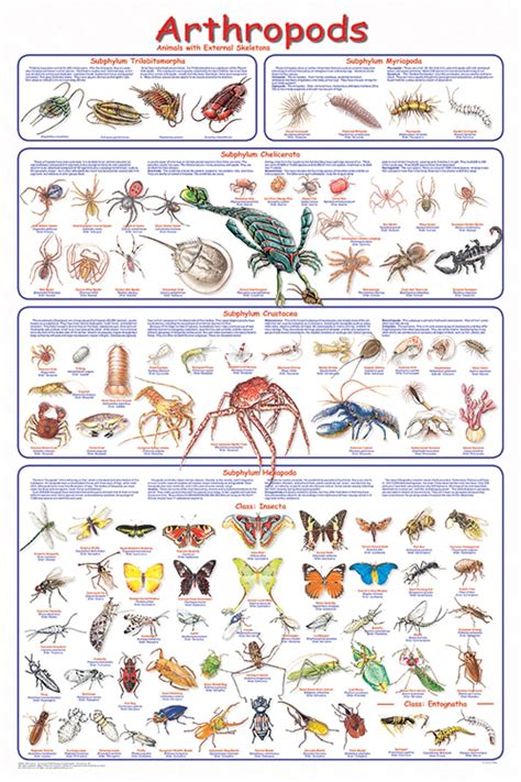 Arthropods (Laminated Poster)