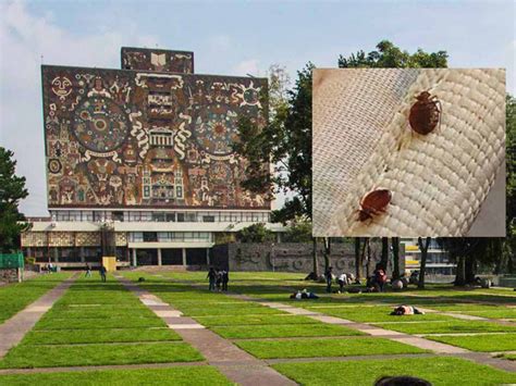 Por Chinches Se Van A Clases Virtuales Algunas Facultades De La UNAM