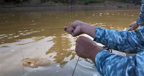 Trotline Fishing Building And Setting Trotlines How To Catch Catfish