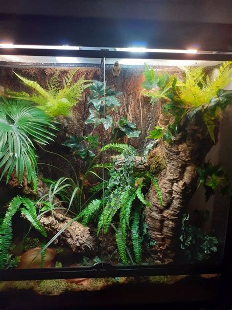 Pin By Dani On Terrarien Reptilien Reptile Tank Reptile Room Frog