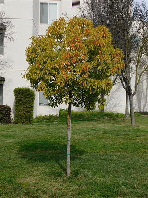 Camphor tree (Cinnamomum camphora) | California State University Stanislaus