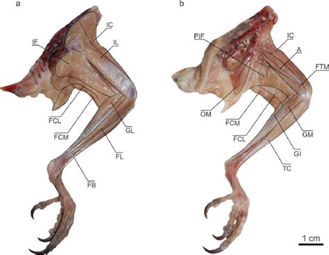 Myiopsitta Monachus Hindlimb Muscles Lateral A And Medial B View