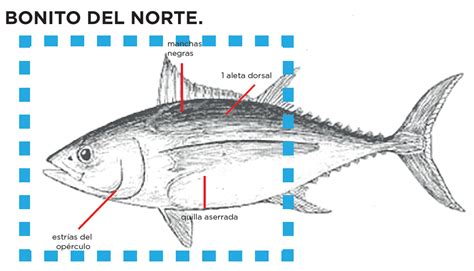 Conservas Pescamar Con Especiales De Marisco Pescamar