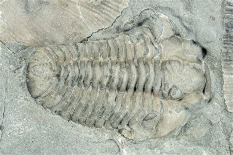 Flexicalymene Trilobite With Brachiopods Mt Orab Ohio