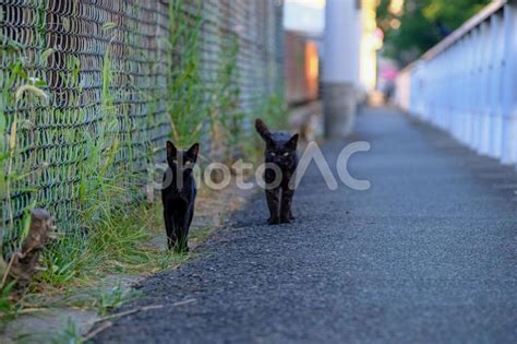 のら猫のバラッド・俺たちは生きている No 22363106｜写真素材なら「写真ac」無料（フリー）ダウンロードok