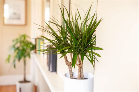 How To Grow And Care For Dracaena Plants