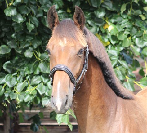 Le Haras Des Coudrettes Platine Du Rouet