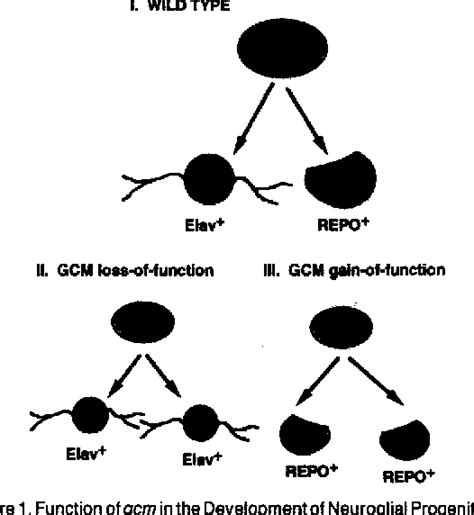 Figure 1 From A Molecular Switch For The Neuron Glia Developmental