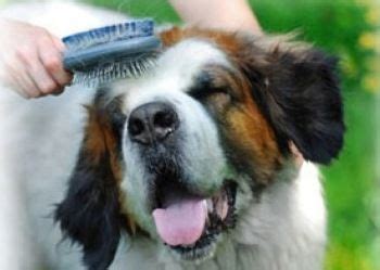 Cuidados Básicos para el Pelo de nuestro Perro Adiestrar Perros