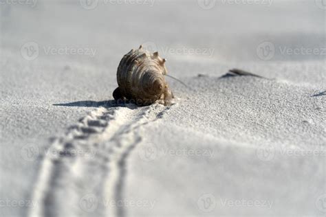 Hermit Crab On White Sand Tropical Paradise Beach Stock Photo