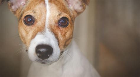 Cuántos Tipos de Jack Russell Terrier Existen Vimar Alfambra