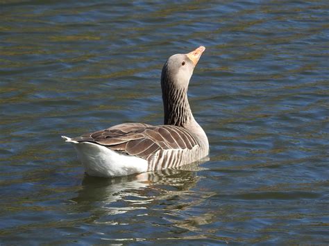 Duck Water Bird Plumage Free Photo On Pixabay Pixabay