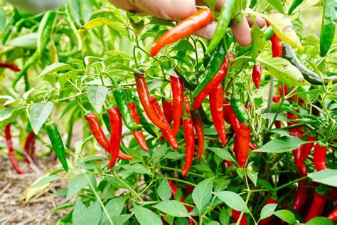 Increase Your Pepper Plant Yield - Easy Steps - PepperGeek.com