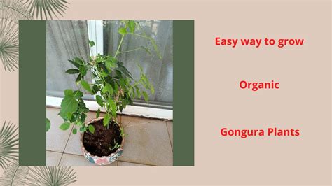 How To Grow Gongura At Home Collecting The Seeds For Next Plantation