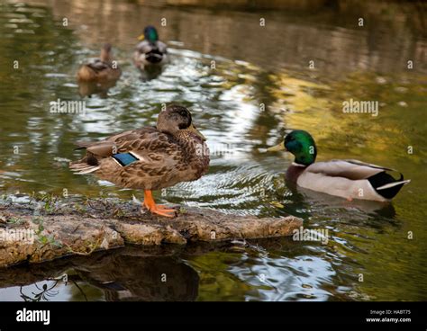 Canards mâles et femelles sur un étang en face de l autre Photo Stock