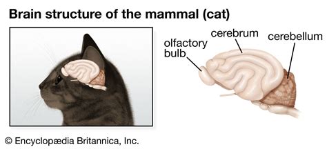 Olfactory bulb | Mammalian Brain, Smell Perception & Neurotransmission | Britannica