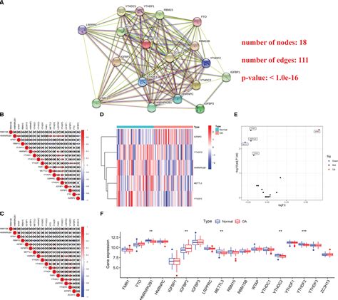 Frontiers Comprehensive Analysis Of M6a Rna Methylation Modification