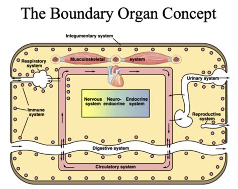 Bio 348 Exam 1 Flashcards Quizlet