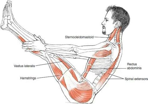 Pin by Mich D on Get Moving | Yoga anatomy, Yoga muscles, Hatha yoga