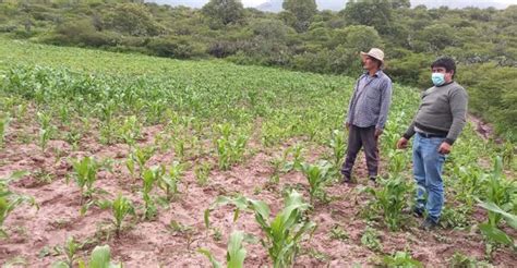 Apurímac más de 8 000 familias se benefician con proyecto agropecuario