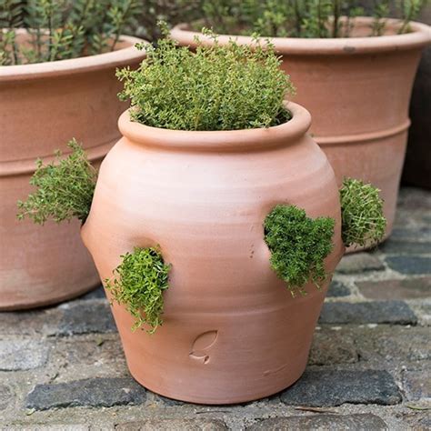 Buy Terracotta Herb Pot Strawberry Pot Delivery By Waitrose Garden