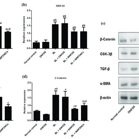 Lung Protein Expression Of Tgf Gsk Sma And Catenin A